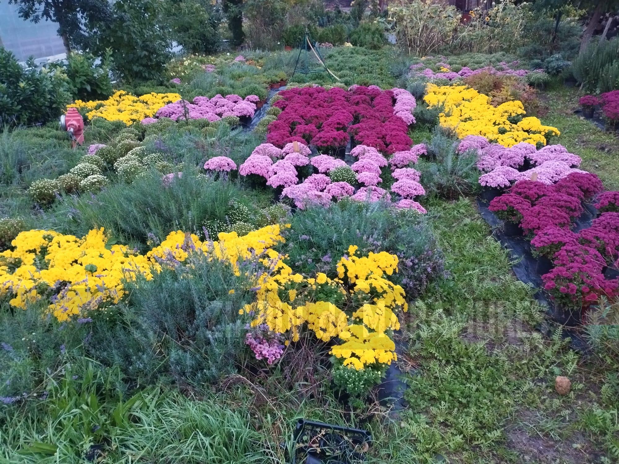 Peste 150.000 de răsaduri și 30.000 de bulbi de lalele, vor înfrumuseța Baia Mare în toamna aceasta și primăvara anului viitor