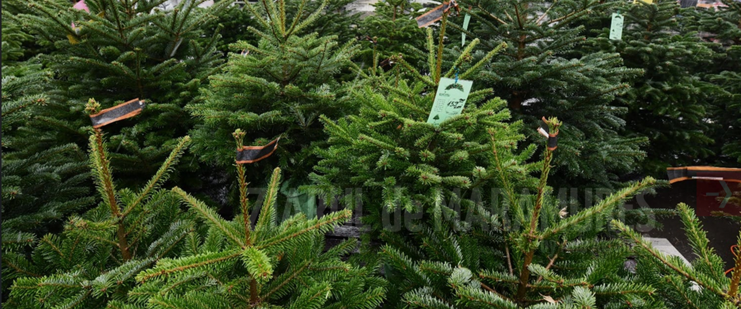 SPAU propune ca Târgul Brazilor de Crăciun să fie în Parcul Central. Proiectul va intra pe comisiile CL Baia Mare