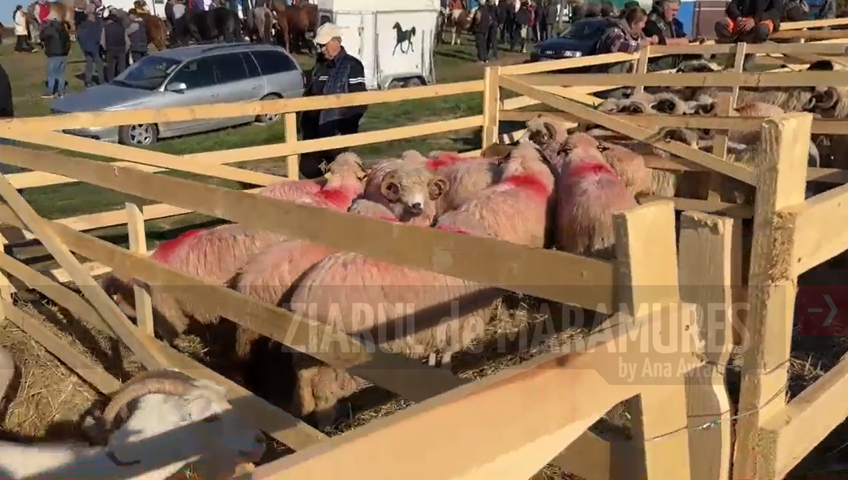 Ariniș. Rasa țurcană-varianta oachișă sau berbecuți-bucălăi de Sibiu, la expoziția zootehnică