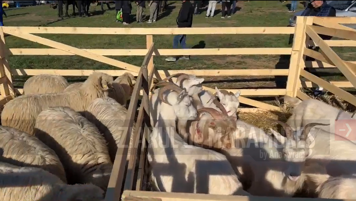Se redeschide Târgul de animale din Ocna Șugatag. Consiliul Județean Maramureș readuce la viață tradiția târgurilor zootehnice