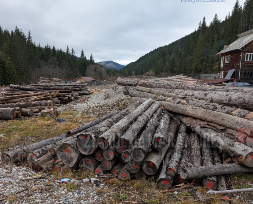 Percheziții. 73 de arbori nemarcați, tăiați din pădurile Ocolului Silvic Mara