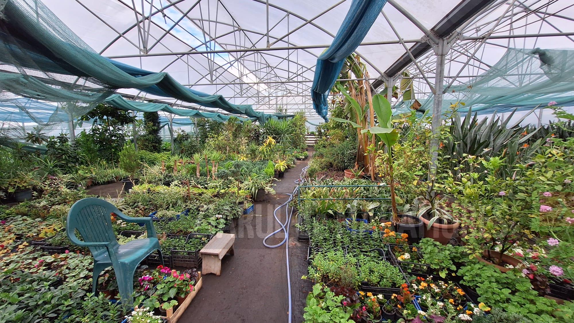 250 de arbori la ghiveci, pregătiți de angajatii de la serele SPAU pentru Baia Mare