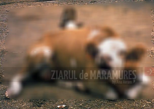 Focar nou de RABIE la Săpânța. DSVSA MM: Turbarea se transmite de la animal la om