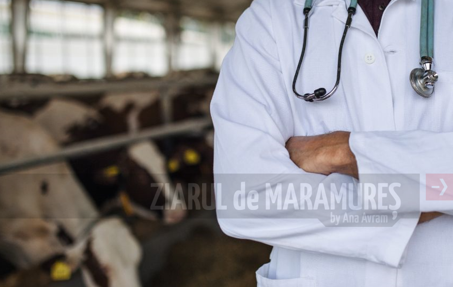 Colegiul Medicilor Veterinari Maramureș. Personalul auxiliar va fi concediat. Consecințe dramatice pentru fermieri