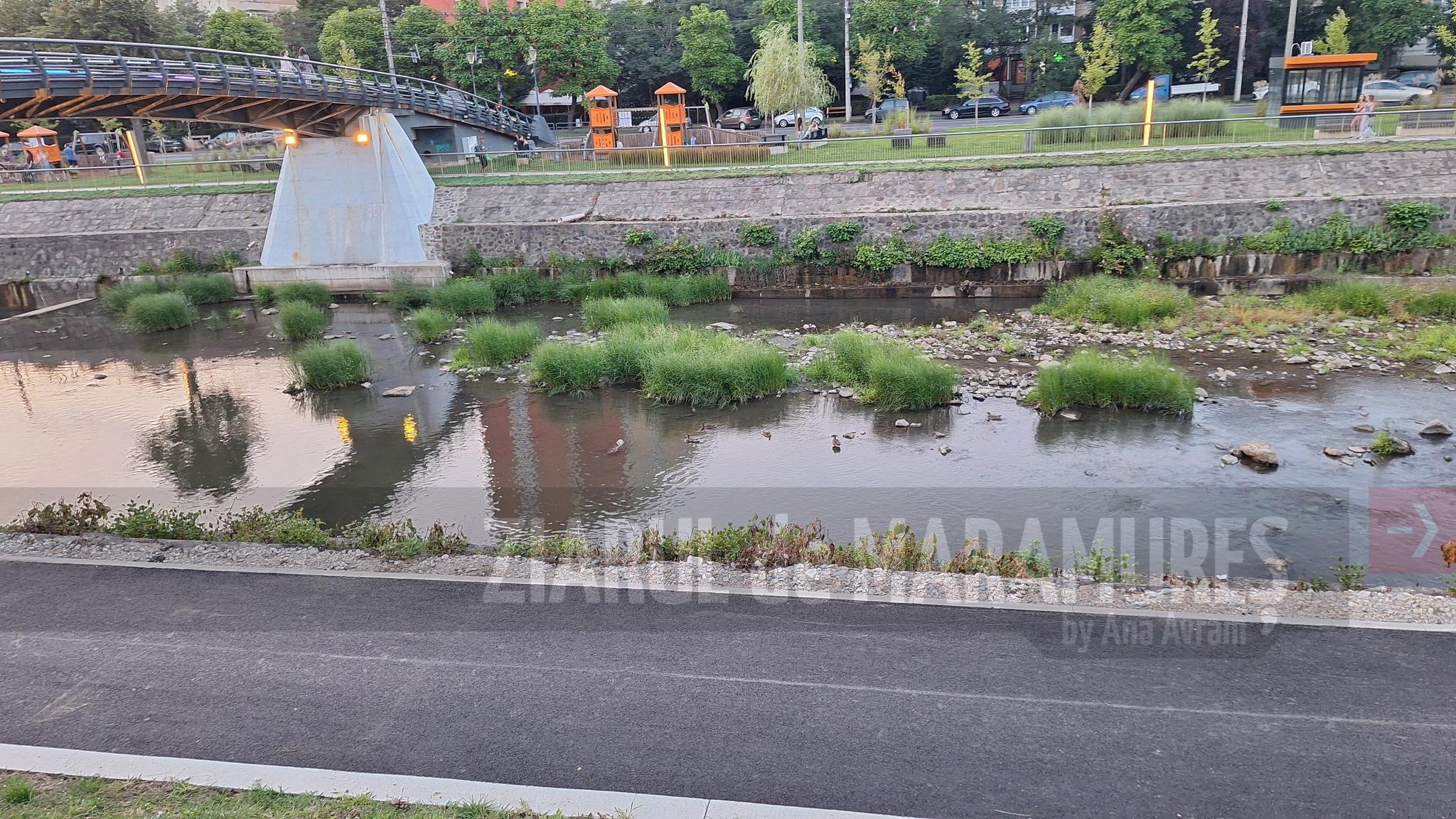 30 ianuarie – 26 de ani de la dezastrul ecologic din Baia Mare