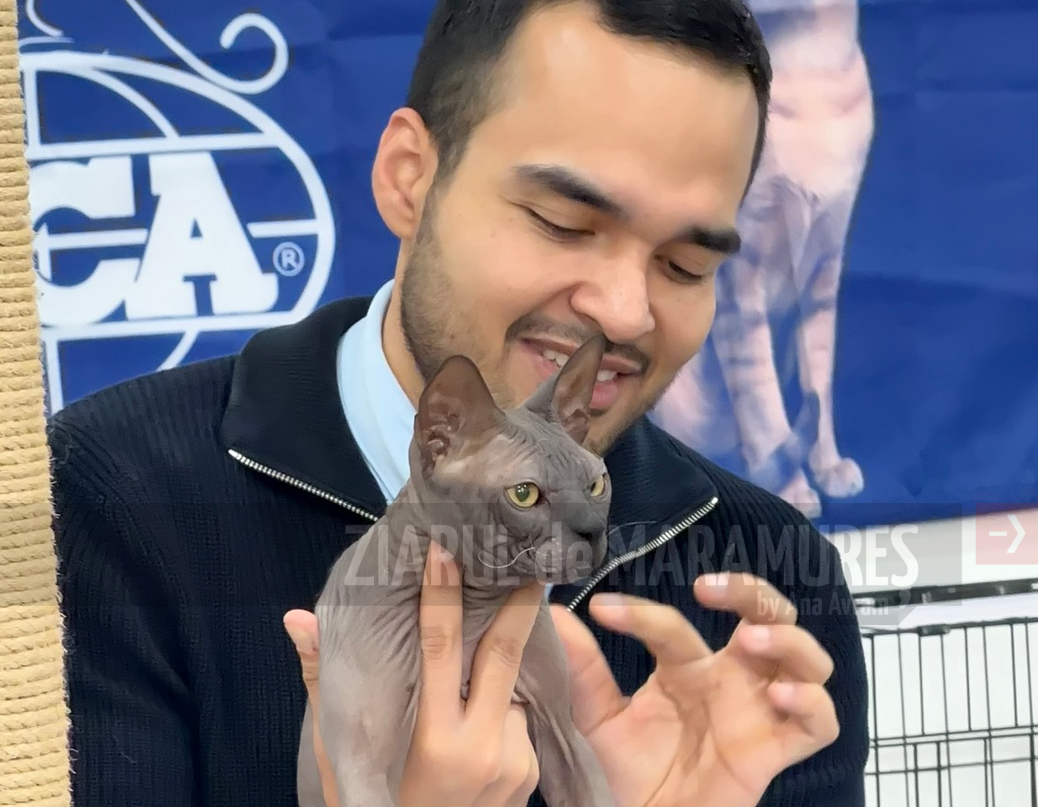 (FOTO) Interviu. La Târgu Lăpuș, Raul deține singura crescătorie activă de pisoi RefinedDemon din România