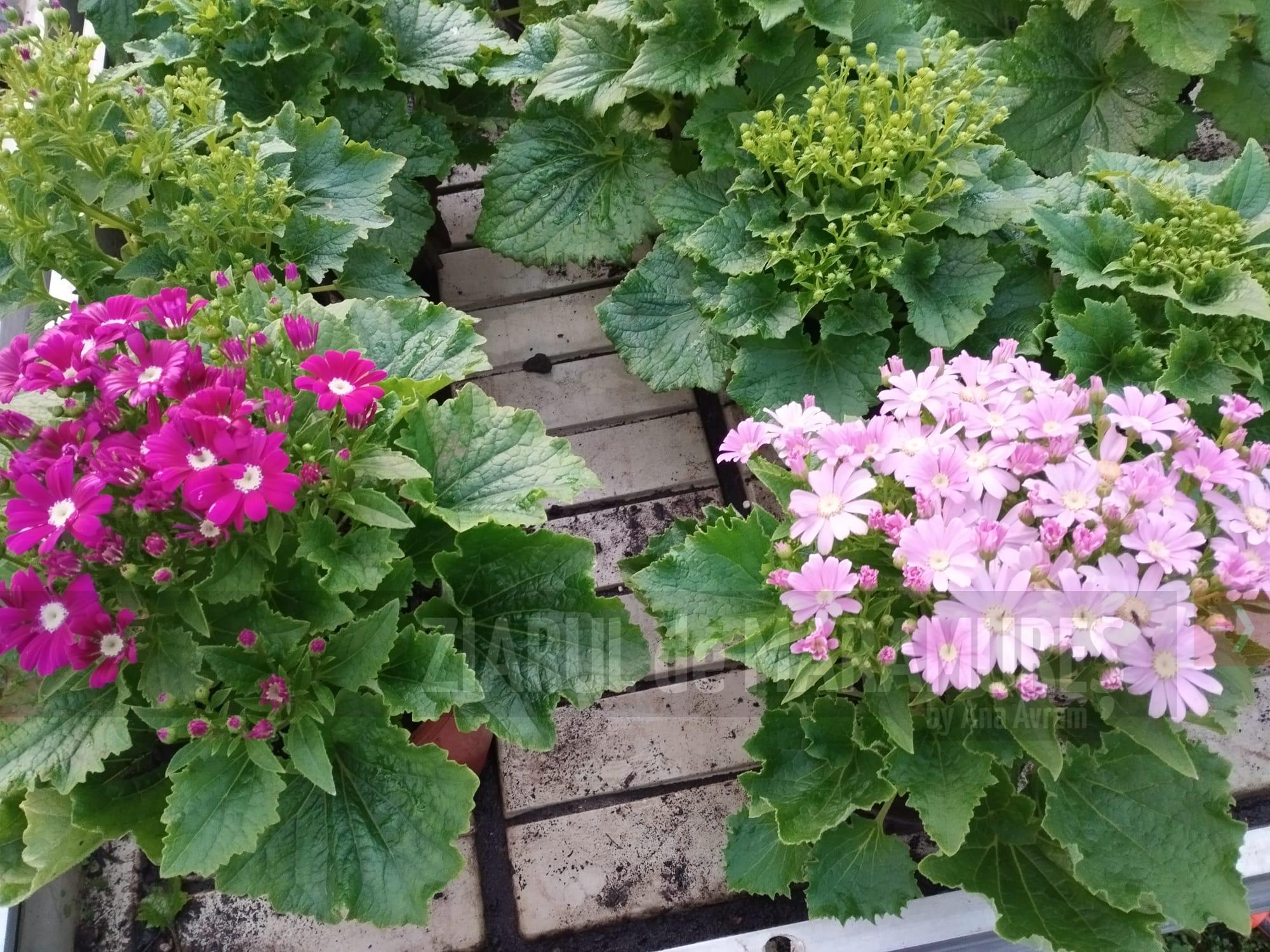 Aproximativ 15.000 de plante vor înfrumuseța orașul Baia Mare, în această primăvară. Culoare si in florăriile SPAU