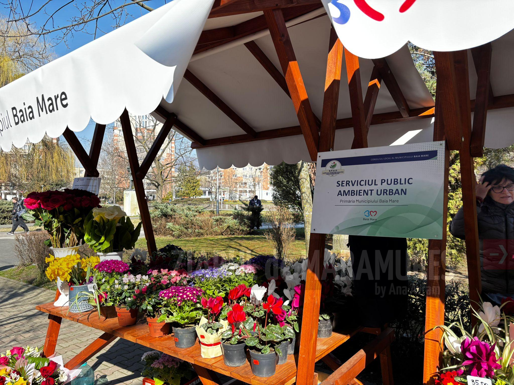 De 7 și 8 Martei, FLORA este deschisă publicului larg. Standuri cu flori SPAU Baia Mare pe B-dul Unirii