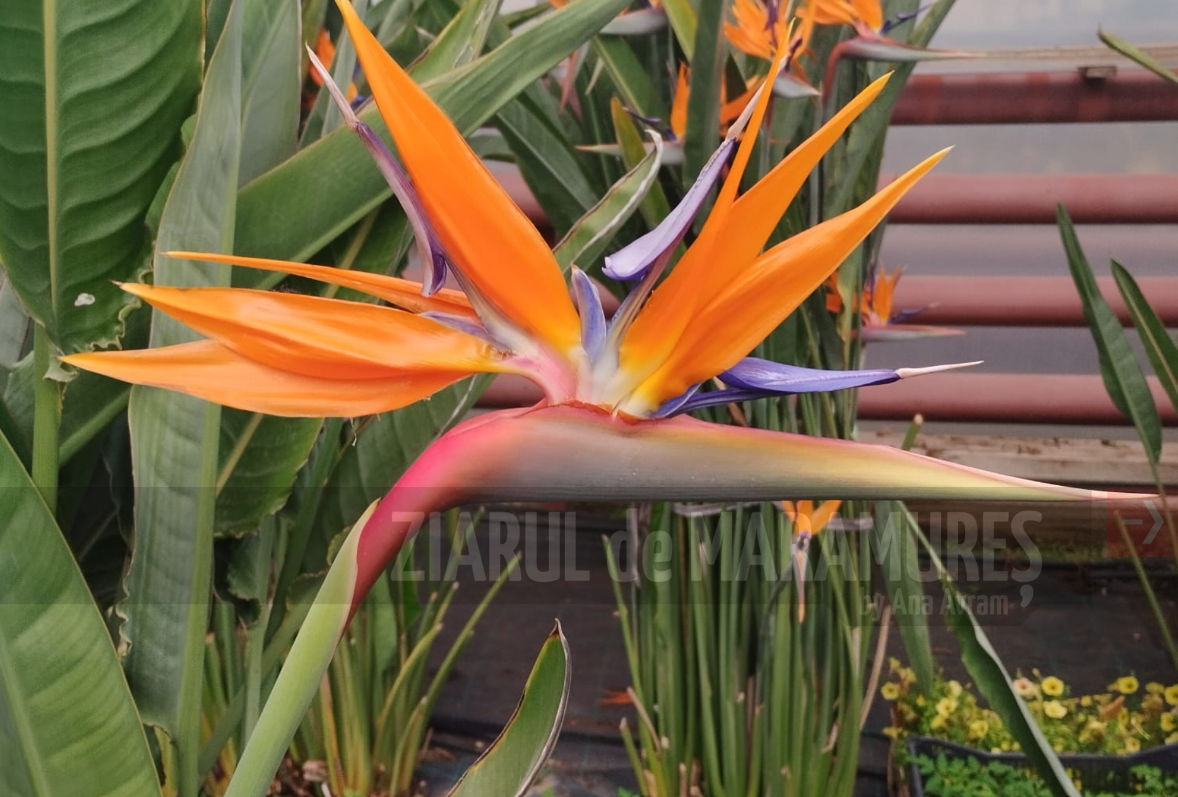 (FOTO)SPAU invită florăriile interesate să achiziționeze strelitzia la prețuri accesibile. Plante crescute și îngrijite în serele municipiului Baia Mare