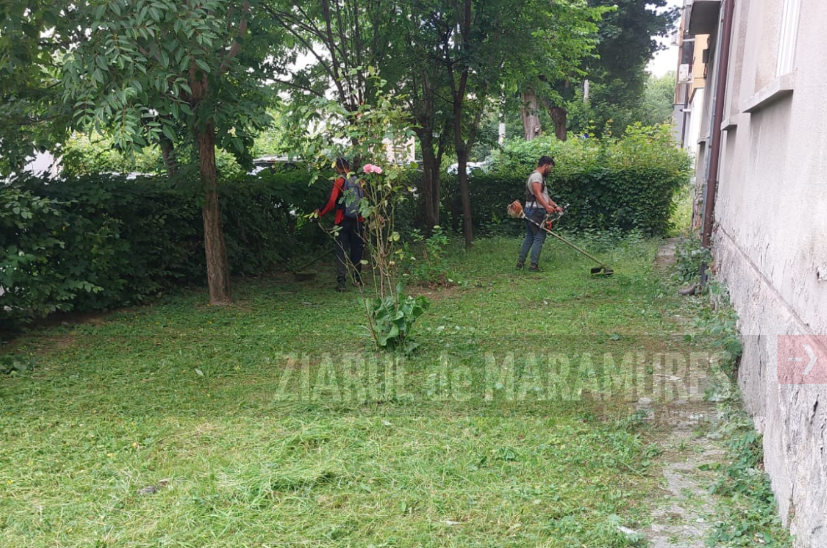 Lucrările de cosit continuă în Baia Mare. Patru cartiere au fost deja parcurse de două ori