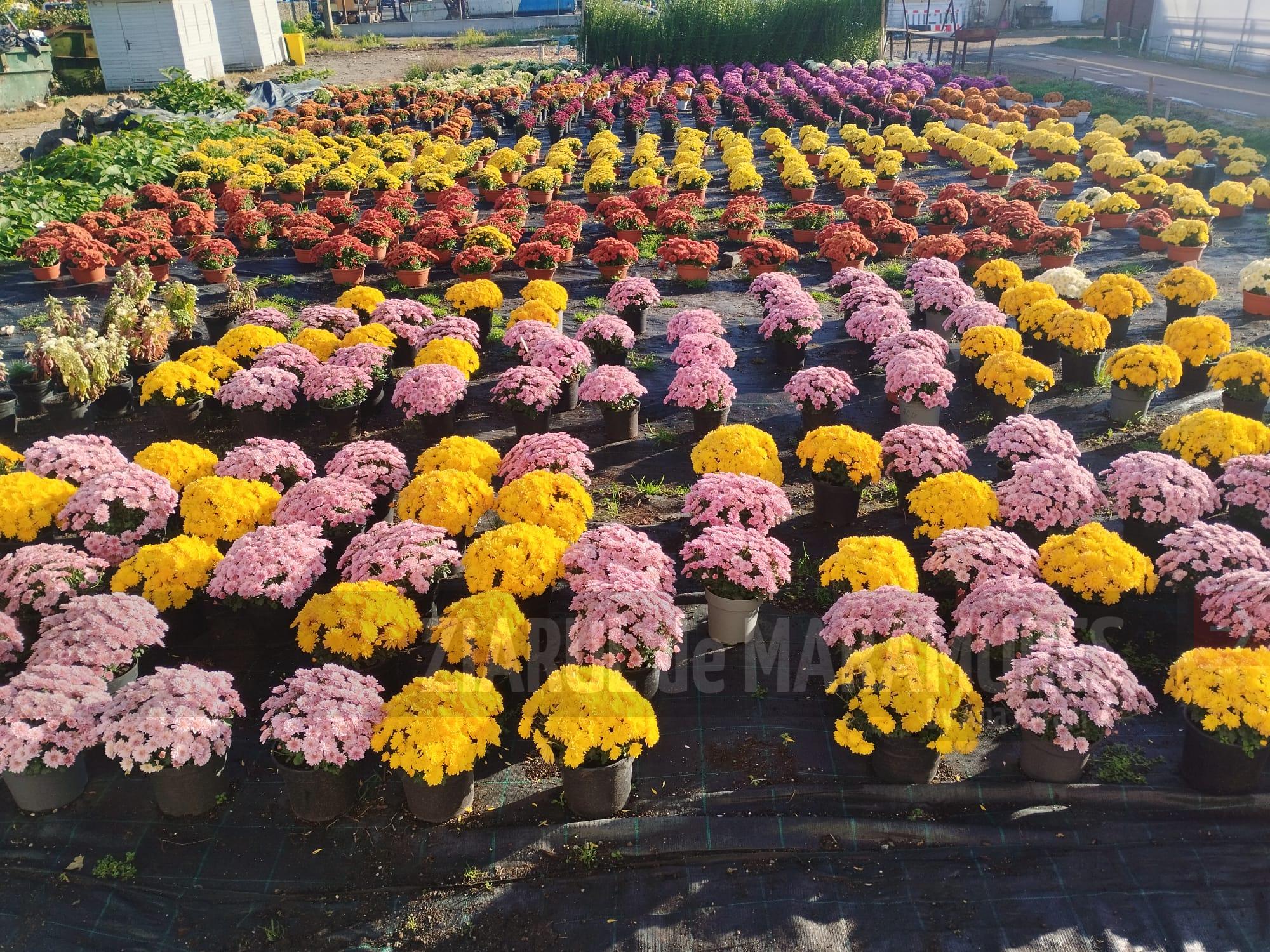 Crizanteme XL cu 25 lei/ghiveci la AMBIENT, FLORA, Piețele OBOR, NEPTUN, BILASCU si cimitirele HOREA 2 si TANATORIO