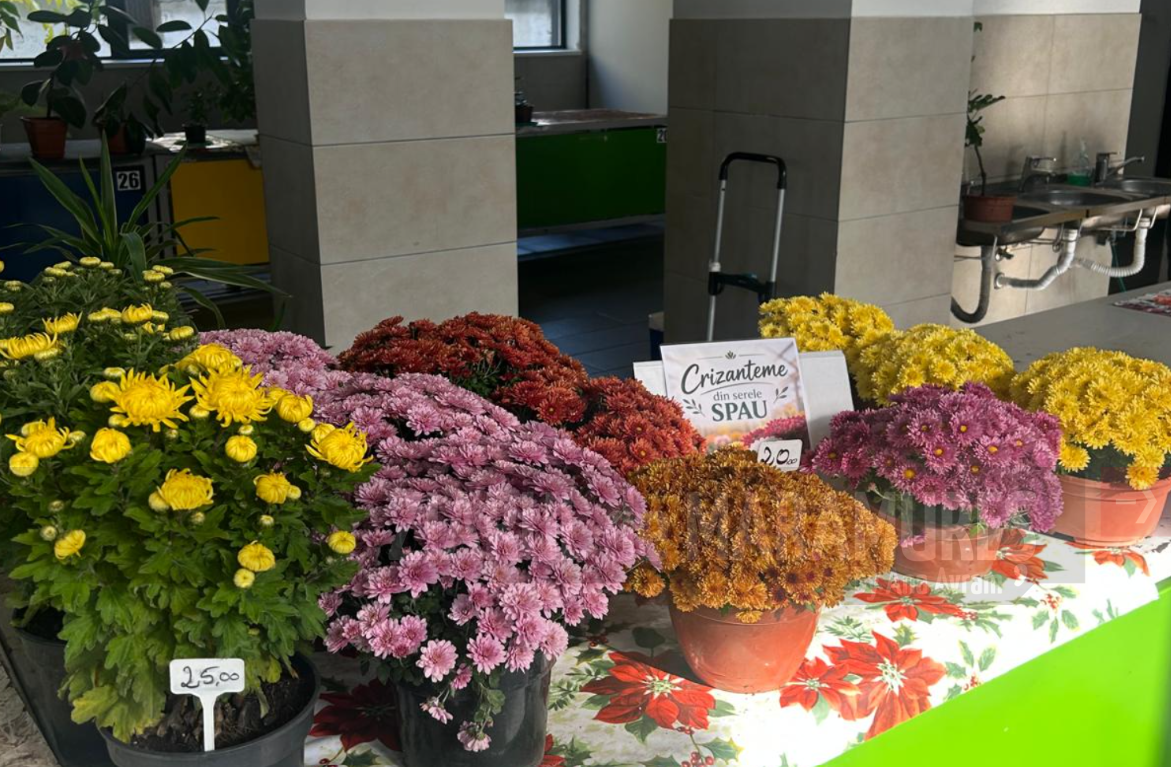 Crizantemele productie SPAU Baia Mare s-au pus în vânzare în cele trei piete: Neptun, Bilascu si Obor